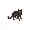 Town Feral Cat
