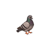 Town Pigeon