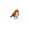 Town Sparrow