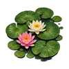Greenward Lily Pads // name